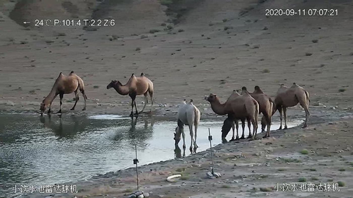 世界首次！甘肃安南坝自然保护区黄羊沟野生动物饮水池附近出现“白化”野骆驼