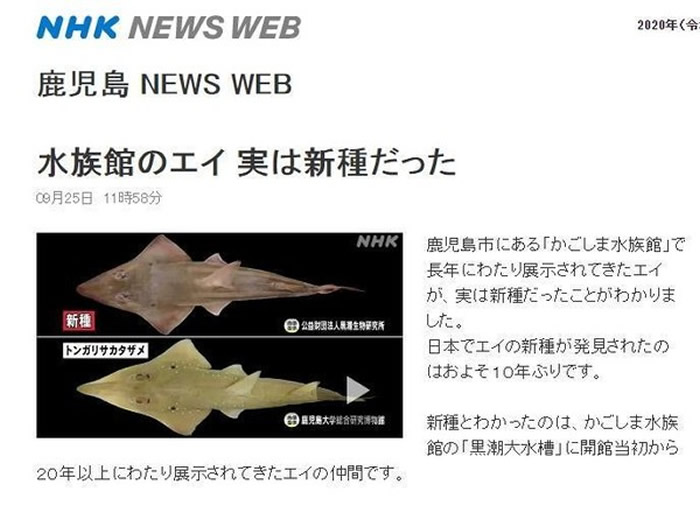 日本鹿儿岛水族馆20年一直养着的及达尖犁头鳐原来是新物种：妖怪及达尖犁头鳐