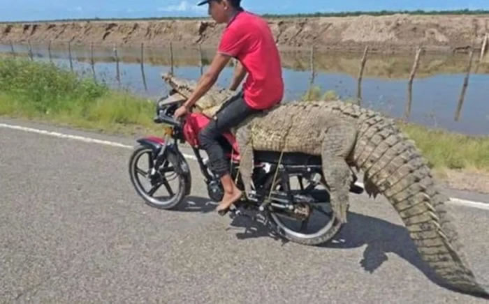 墨西哥青年在水坝捕获大鳄鱼 直接放在摩托车上骑走