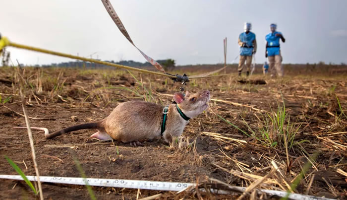 发现39枚地雷和28件未爆弹药！非洲巨颊囊鼠Magawa获得动物界乔治十字勋章