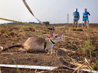 发现39枚地雷和28件未爆弹药！非洲巨颊囊鼠Magawa获得动物界乔治十字勋章