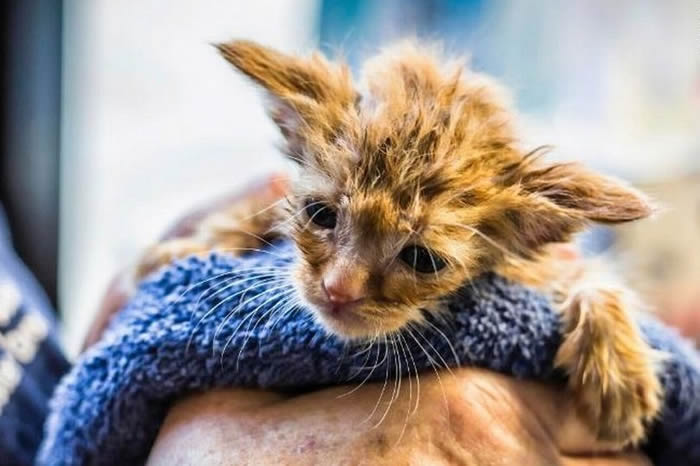 美国加州野火救出1只外型酷似《星际大战》尤达的猫咪