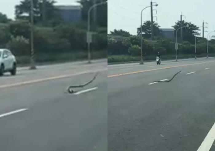 台湾屏东大蛇全身扭动在马路上跳舞引发热议