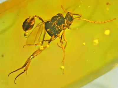 多明尼加共和国和墨西哥发现的2500万年前琥珀中发现四种新的旗腹姬蜂