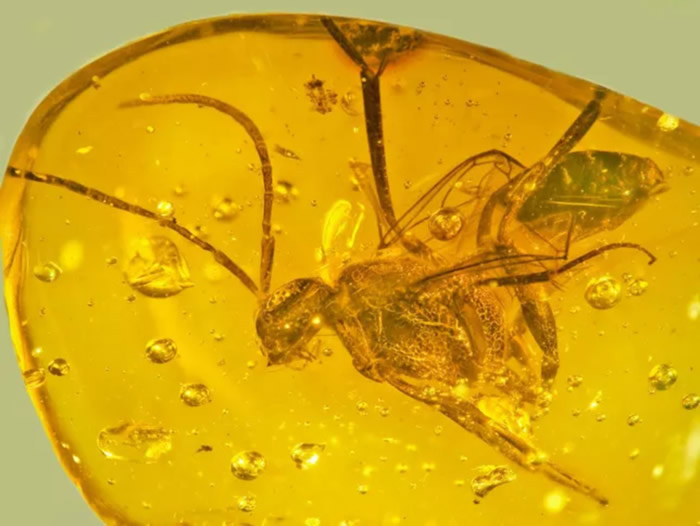 多明尼加共和国和墨西哥发现的2500万年前琥珀中发现四种新的旗腹姬蜂