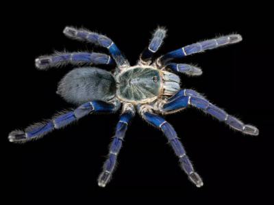 Hapolpelma lividum狼蛛为吸引配偶而进化出鲜艳的蓝颜色