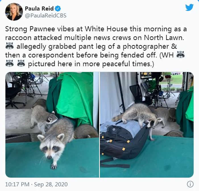 一群浣熊在美国白宫外攻击了记者 网友：特朗普总统派来的