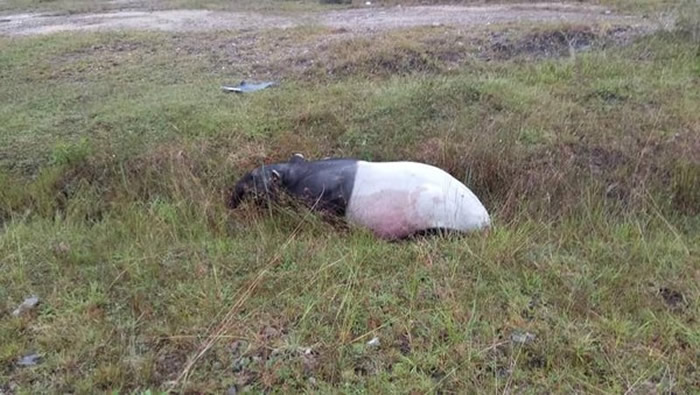负伤的马来貘倒在草丛中。（图／翻摄自Info Roadblock JPJ/POLIS）