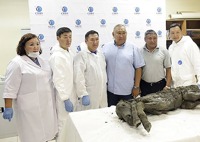 格里戈里耶娃（左一）指发现的史前洞熊遗骸极具意义。