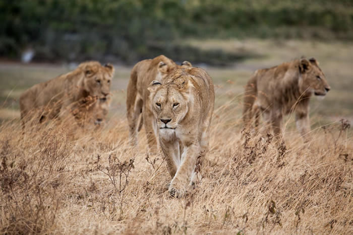 南非西开普省卡鲁国家野生动物园7只狮子组队捕食农庄10只羊 最后全数被扑杀