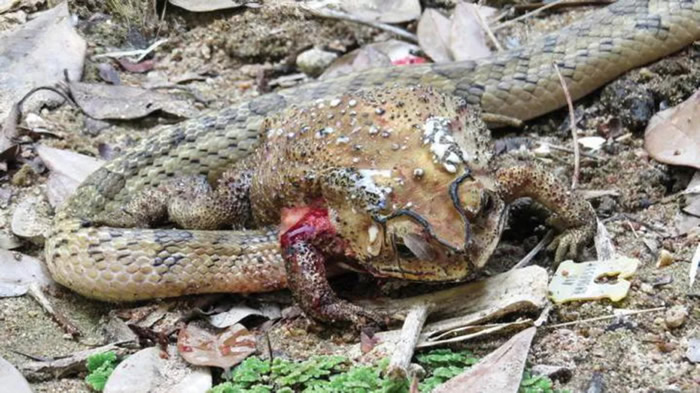 《Herpetozoa》：泰国Kukri蛇吃蟾蜍前先开膛破肚 或为躲避毒素