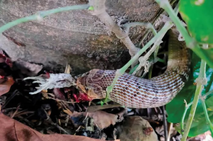 《Herpetozoa》：泰国Kukri蛇吃蟾蜍前先开膛破肚 或为躲避毒素