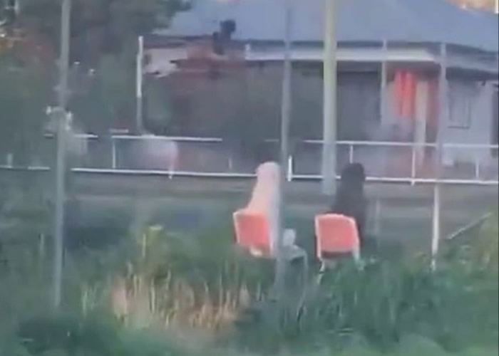 澳洲两只狗狗齐坐在公园椅上 恍似一对老人悠闲坐在庭园谈心