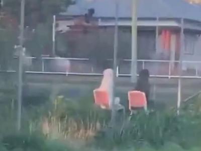 澳洲两只狗狗齐坐在公园椅上 恍似一对老人悠闲坐在庭园谈心