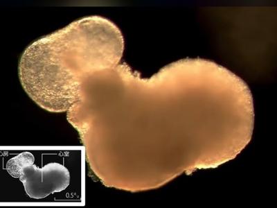 日本东京医科齿科大学研究团队成功以老鼠胚胎干细胞培育出可正常跳动的“迷你心脏”