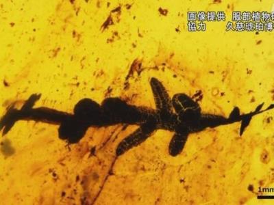 日本岩手县久慈市8500万年历史白垩纪地层出土内藏新型苔藓的琥珀