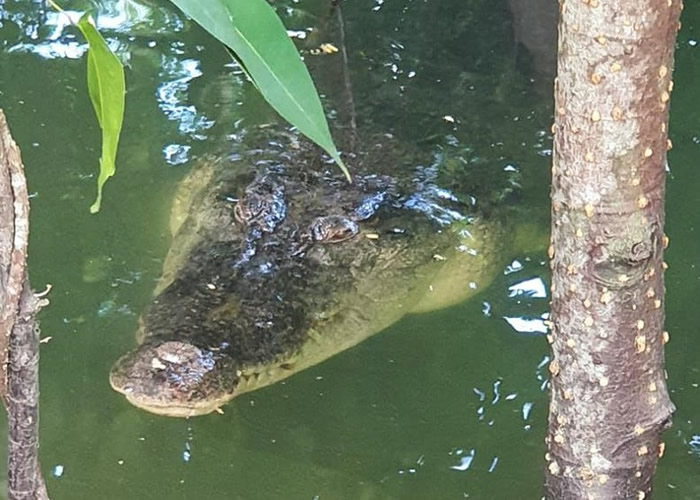 新加坡双溪布洛湿地保护区附近发现鳄鱼 距行人路仅2米引起恐慌