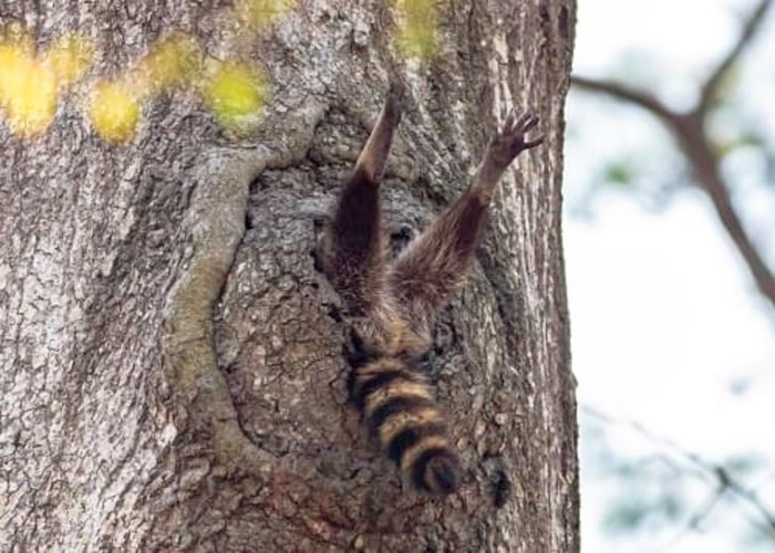 浣熊将后腿和尾巴伸出树外。