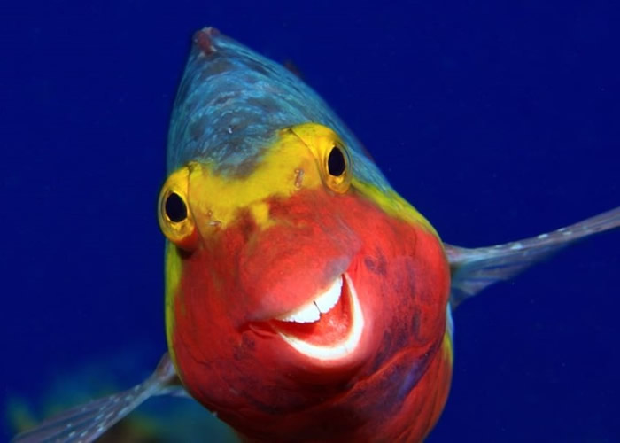 鹦嘴鱼向镜头展露“笑容”。