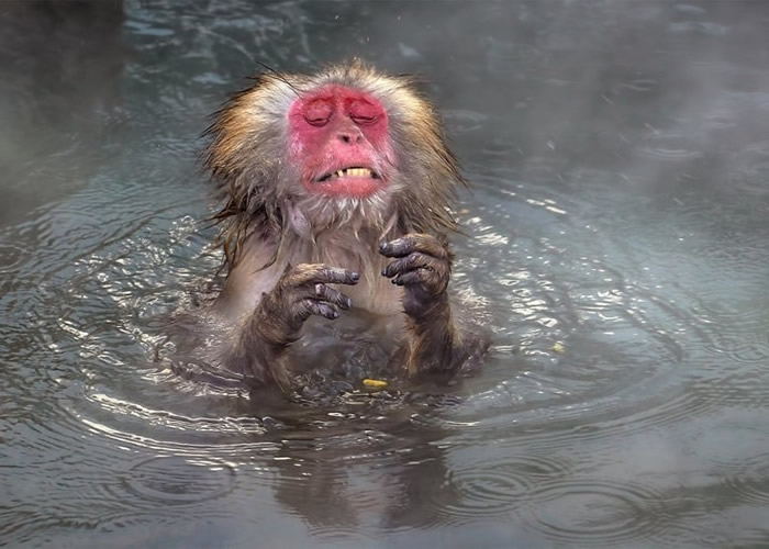猕猴浸泡天然温泉。