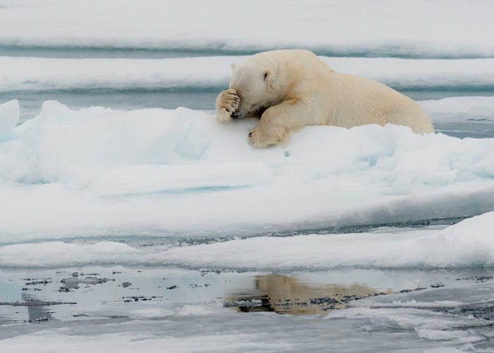北极熊似在“望冰轻叹”。