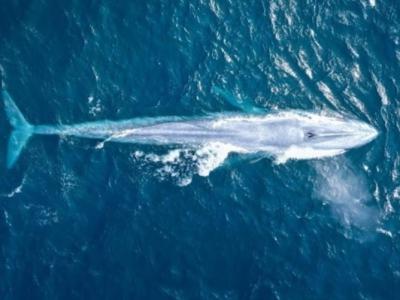 澳洲悉尼海岸罕见出现蓝鲸 100年来第3次现身