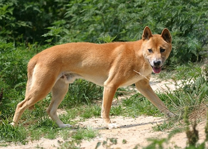 印尼新几内亚西部偏远高地发现绝迹50年的新几内亚唱犬