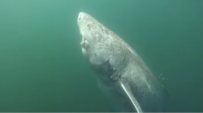 世界上最长寿的动物——一只格陵兰鲨已超过500岁