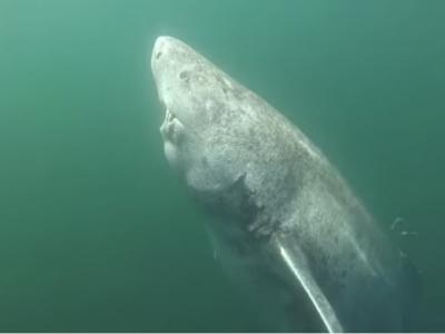 世界上最长寿的动物——一只格陵兰鲨已超过500岁