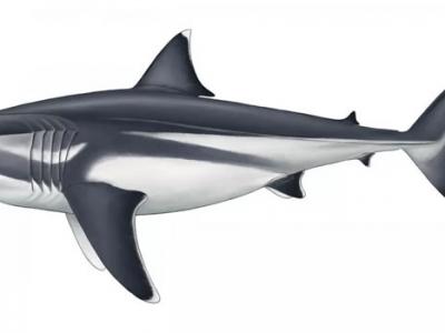 《历史生物学》：巨齿鲨体长达到15米 为海洋中最大鱼类