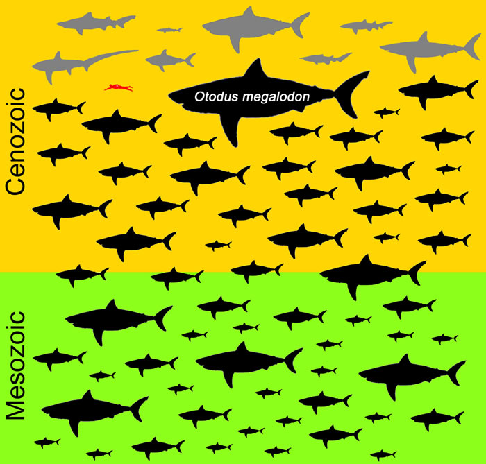《历史生物学》：巨齿鲨体长达到15米 为海洋中最大鱼类