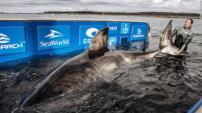 科学家捕获名为“海洋女王”的50岁巨型白鲨“努库米”