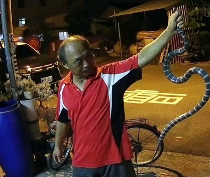 台湾台南市安南区公亲里长捕获长达1.5米的保育类雨伞节蛇