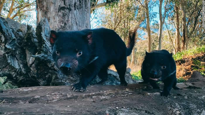 在澳洲大陆绝种3000年的“塔斯马尼亚恶魔”袋獾在巴灵顿山国家公园野放