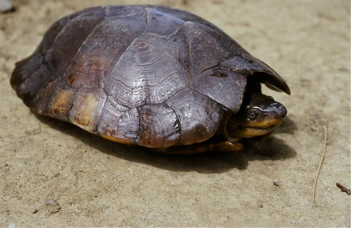 名列25种全世界最濒危龟类的“菲律宾粗颈龟”因为非法宠物贸易需求量高而严重受胁