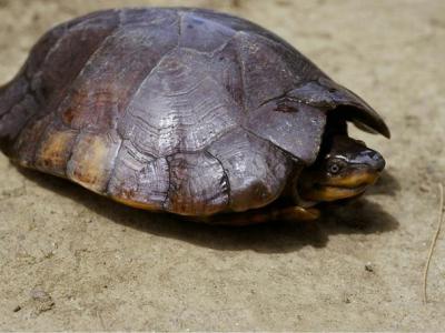 名列25种全世界最濒危龟类的“菲律宾粗颈龟”因为非法宠物贸易需求量高而严重受胁