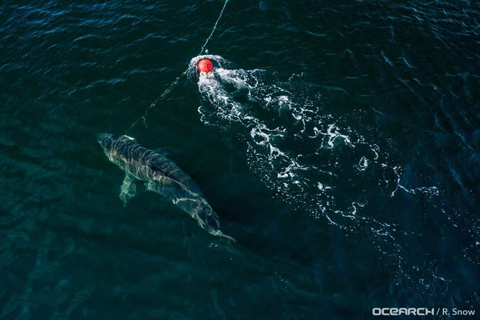 加拿大西北水道中捕获年龄高达50岁的雌性大白鲨“海洋女王”努姑米