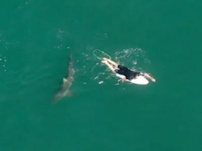 澳洲知名冲浪运动员Matt Wilkinson在夏普斯海滩冲浪遭大白鲨盯上 无人机发警告脱险