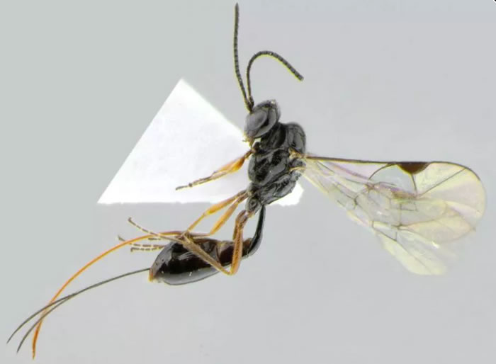 《ZooKeys》杂志：一种新发现的寄生黄蜂物种Stethantyx covida则以COVID-19命名