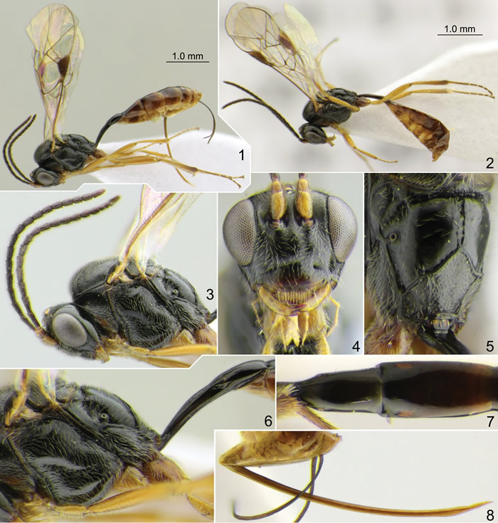 《ZooKeys》杂志：一种新发现的寄生黄蜂物种Stethantyx covida则以COVID-19命名