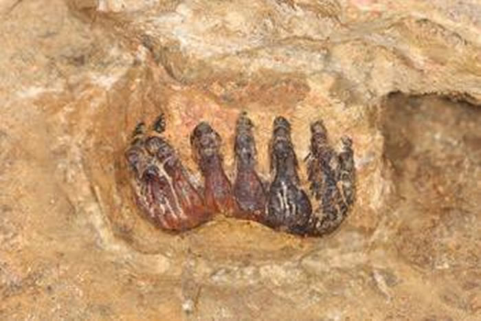 马来西亚发现首个剑齿象化石 距今约38000年