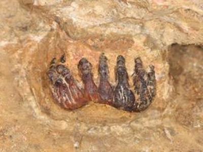 马来西亚发现首个剑齿象化石 距今约38000年
