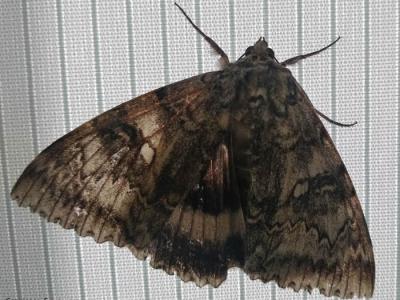 切尔诺贝利辐射生态生物圈保护区发现稀有蝴蝶——缟裳夜蛾Catocala fraxini