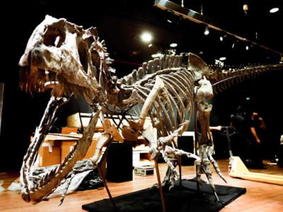 法国巴黎将拍卖罕见异特龙骨架化石