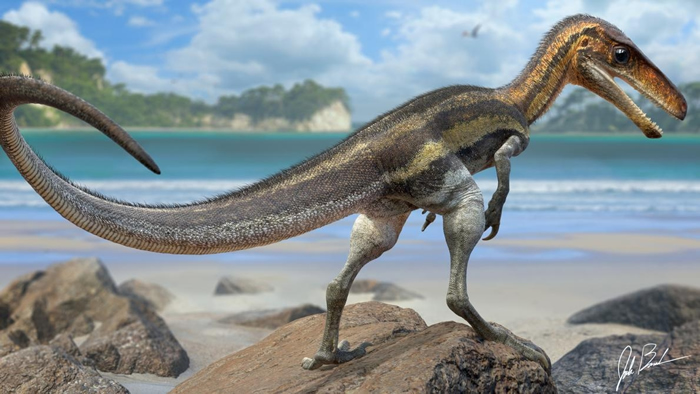 侏罗猎龙（Juravenator）是一种生活在1.5亿年前现今德国的小型掠食恐龙，它尾巴上保存的鳞片有着小小的突起物，科学家相信那是感觉器官。 ILLUSTRA