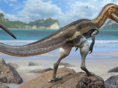 德国发现的1.5亿年前斯式侏罗猎龙可能曾在暗夜中捕鱼时使用尾巴上的感官鳞片