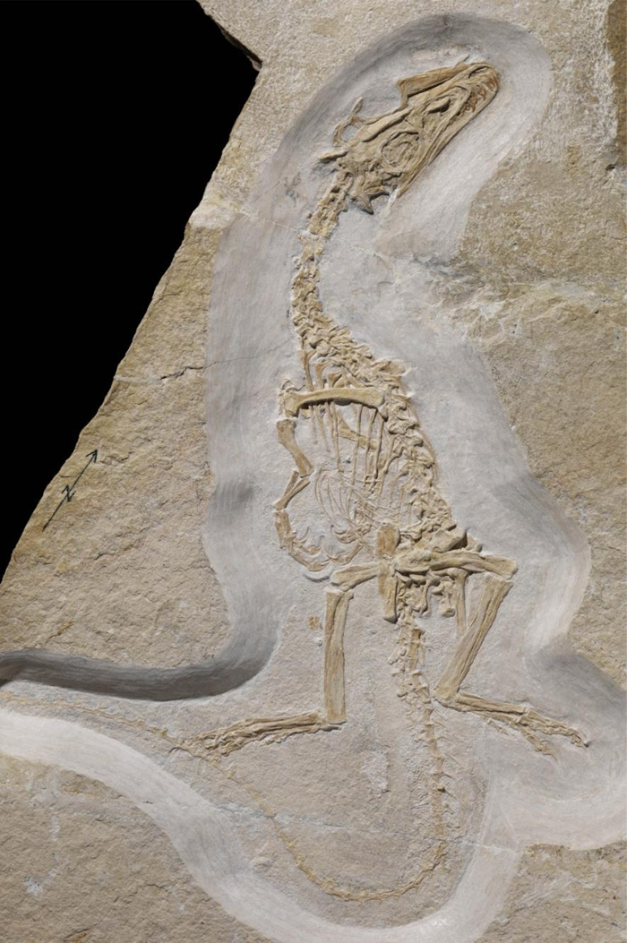 这副斯氏侏罗猎龙（Juravenator starki）的正模化石展现出这只动物的骨骼结构。它尾部的化石鳞片也和这副标本一起出土。 COURTESY OF PH