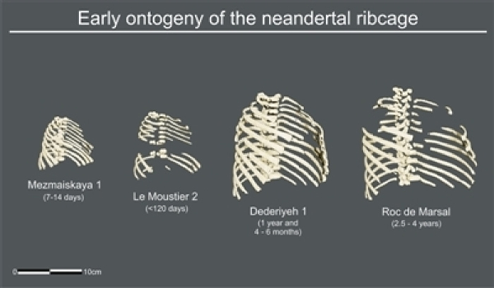 从出生到三岁的尼安德特人胸部发育对比。图片来源：美国物理学家组织网