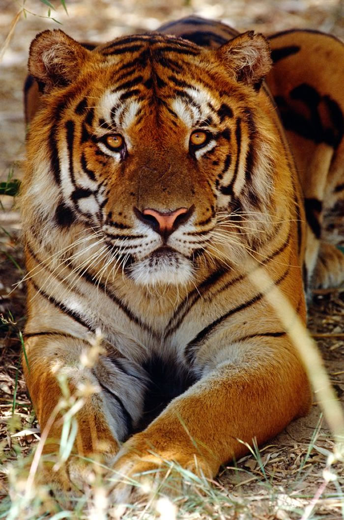 印度马哈拉施特拉邦一只老虎2年咬死9人 政府多次尝试捕捉都未能成功