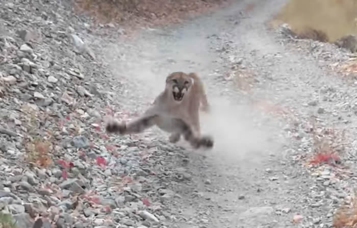 美国犹他州男子在峡谷旅发现可爱小美洲狮想靠近拍照 凶狠美洲狮妈妈突然冲出